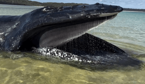 девочка обливала водой кита 