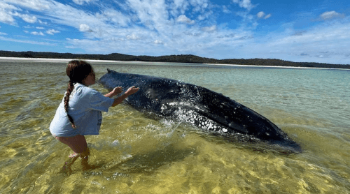 девочка обливала водой кита