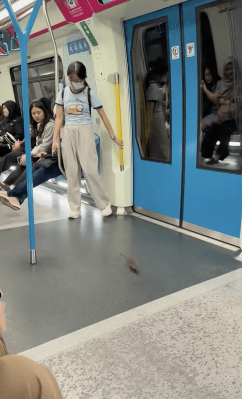 крыса бегала по вагону метро 