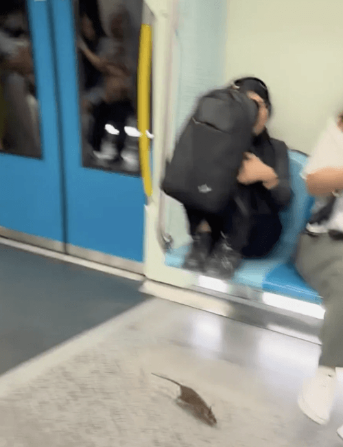 крыса бегала по вагону метро