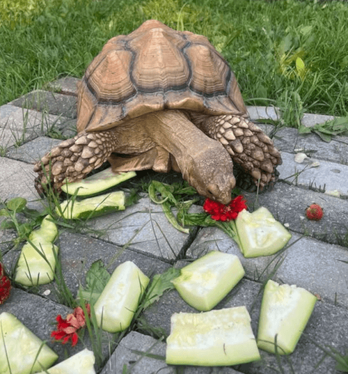 черепаха пропала на две недели