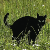 фигурки кошек на пустырях 