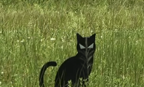 фигурки кошек на пустырях