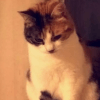 кошка нашлась в день рождения 