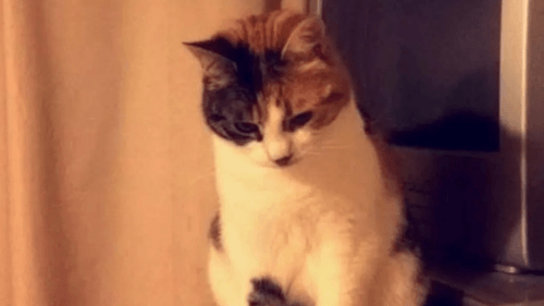 кошка нашлась в день рождения