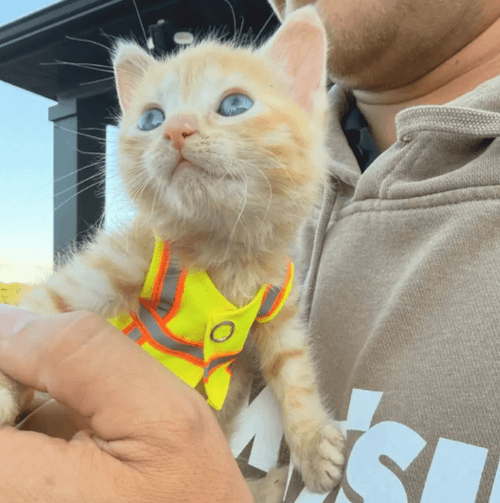 котёнок в строительной бригаде