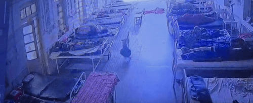 собака украла сумку в больнице