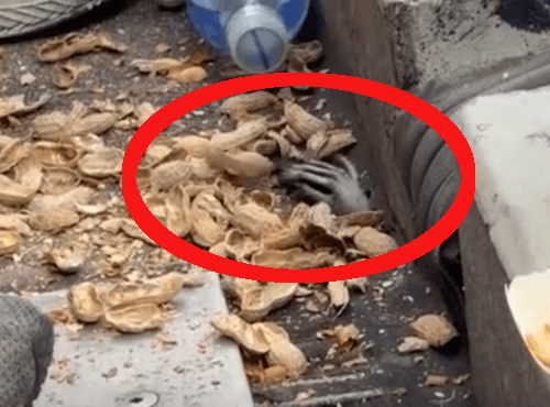 енот на стадионе под трибуной
