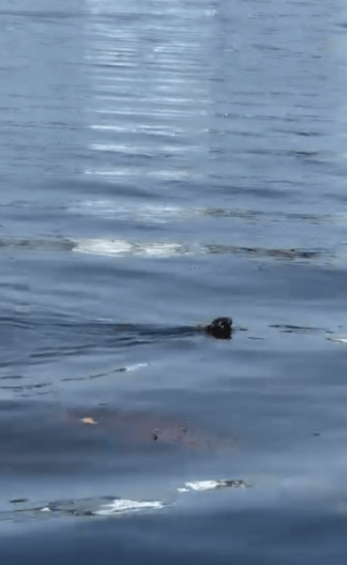 спасение кролика из воды