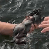 спасение кролика из воды