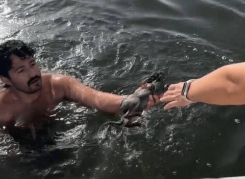 спасение кролика из воды