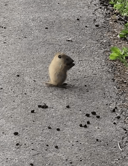 сурок уплетал дикие ягоды 