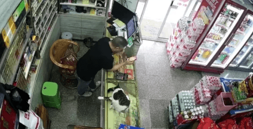 слишком боевой кот в магазине 