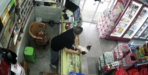 слишком боевой кот в магазине