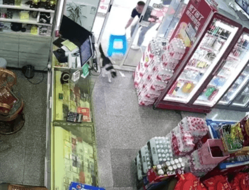 слишком боевой кот в магазине
