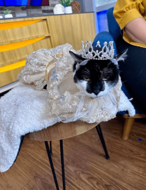 шикарный праздник для кошки