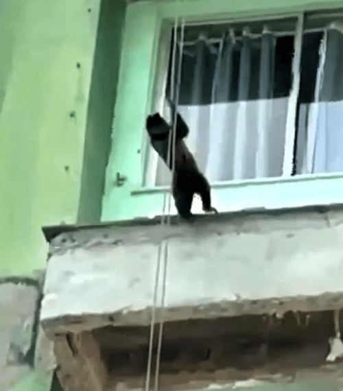 обезьяна на строительной верёвке