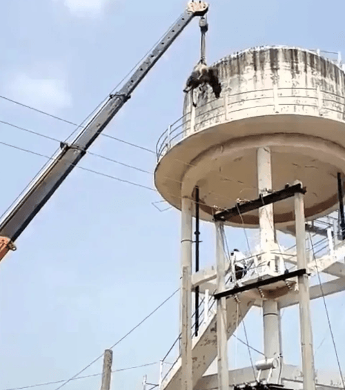 бык на вершине резервуара для воды