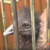 полицейские поймали эму