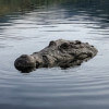 крокодилья голова в озере лох-несс 