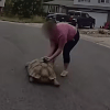 медленный побег черепахи 
