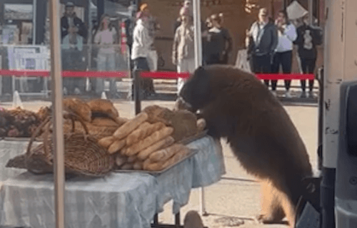 медведь на фермерском рынке