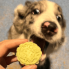 праздничные пряники для животных