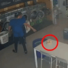 игрушка среди монашеских одеяний 