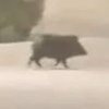 стадо мускусных свиней 