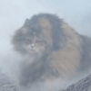 кошка похожа на мистического духа