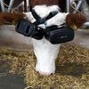 виртуальная реальность для коров