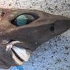 акула со странными зубами