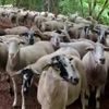 бегунья и заблудившиеся овцы
