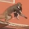 обезьяна с щенком на крыше