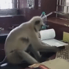 обезьяна работает в офисе