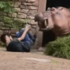 разъярённый бегемот в зоопарке