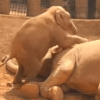 слонёнок замучил свою маму
