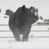 носорог полюбил игры в снегу