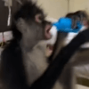 обезьяна в гостиничном номере