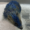 ёжика покрасили масляной краской 