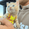 котёнок в строительной бригаде