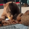 медведь на фермерском рынке 